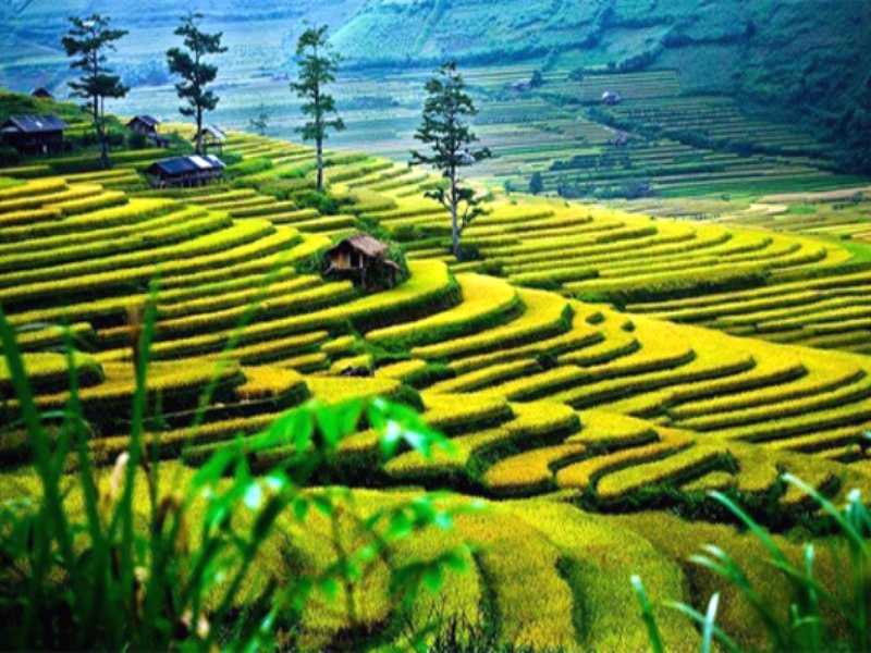 Hanoi Sapa Tours By Bus - 3 Days 2 Nights Sleep in Hotel & Homestay